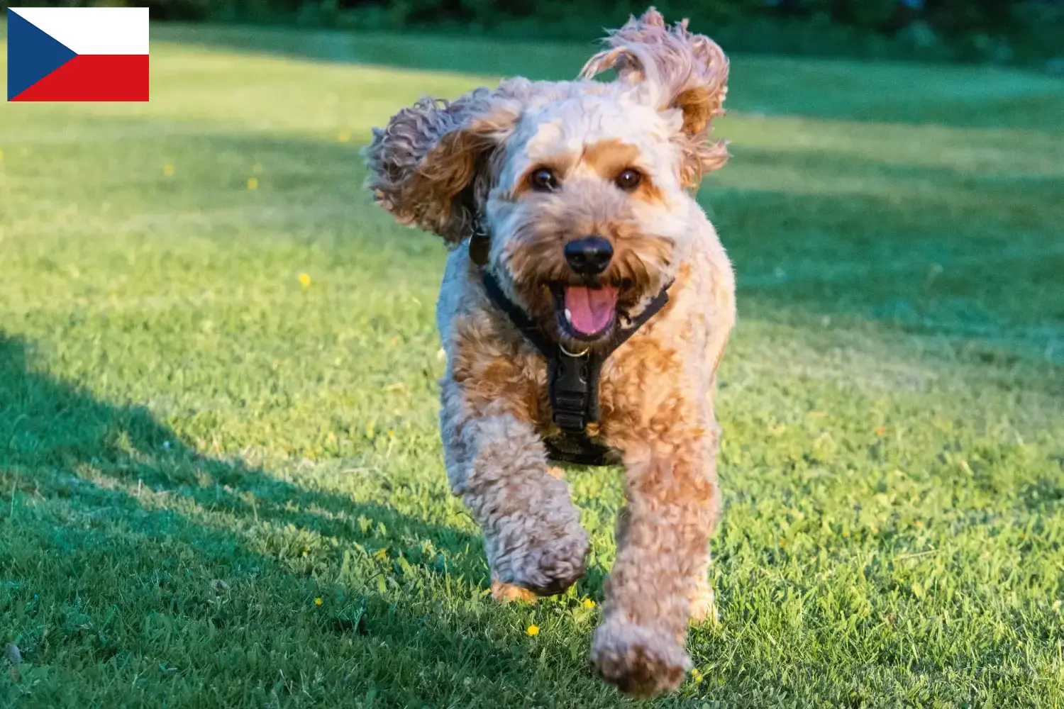Cockapoo puppy's en fokkers Tsjechië Hier vind je Cockapoos fokkers in Tsjechië.