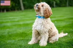 Lees meer over het artikel Cockapoo fokkers en puppy’s in de VS