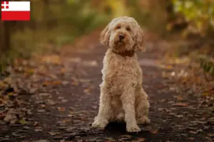 Lees meer over het artikel Cockapoo fokkers en pups in Utrecht