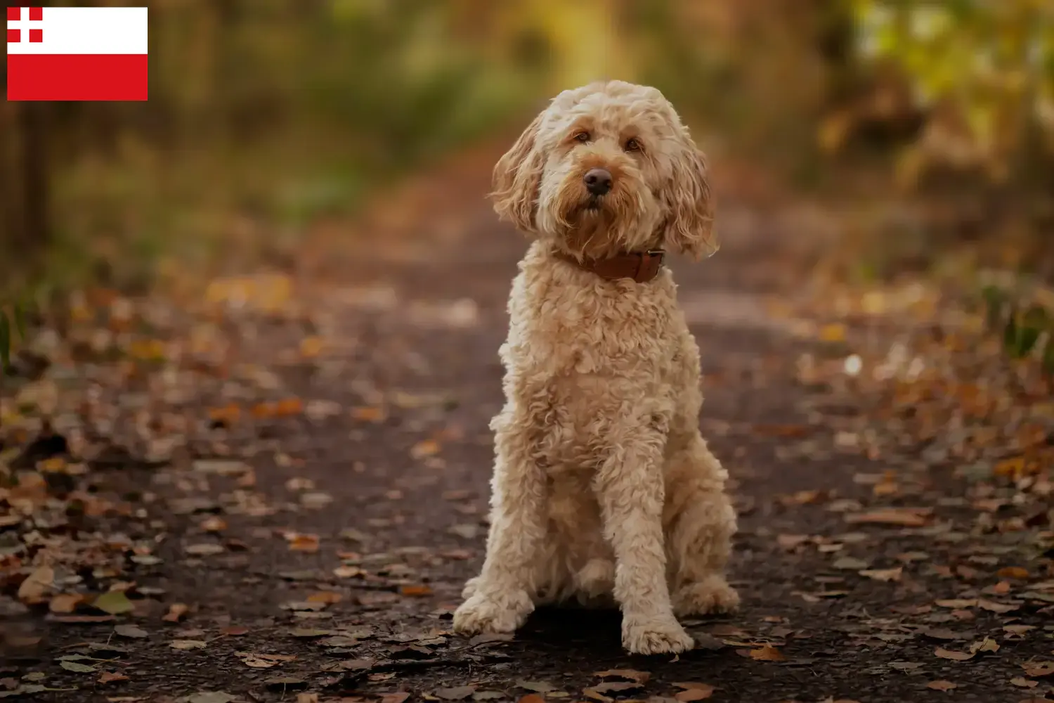 Cockapoo puppy's en fokkers Utrecht Hier vind je Cockapoos fokkers in Utrecht.