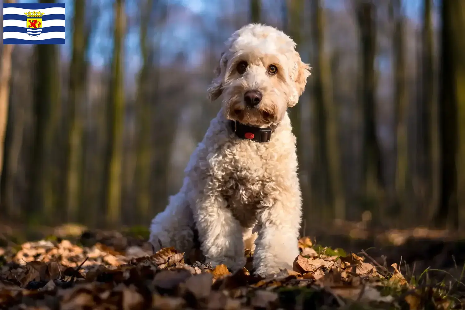 Cockapoo puppy's en fokkers Zeeland Hier vind je Cockapoos fokkers in Zeeland.