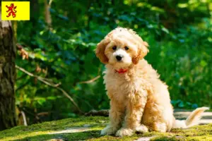 Lees meer over het artikel Cockapoo fokkers en pups in Zuid-Holland