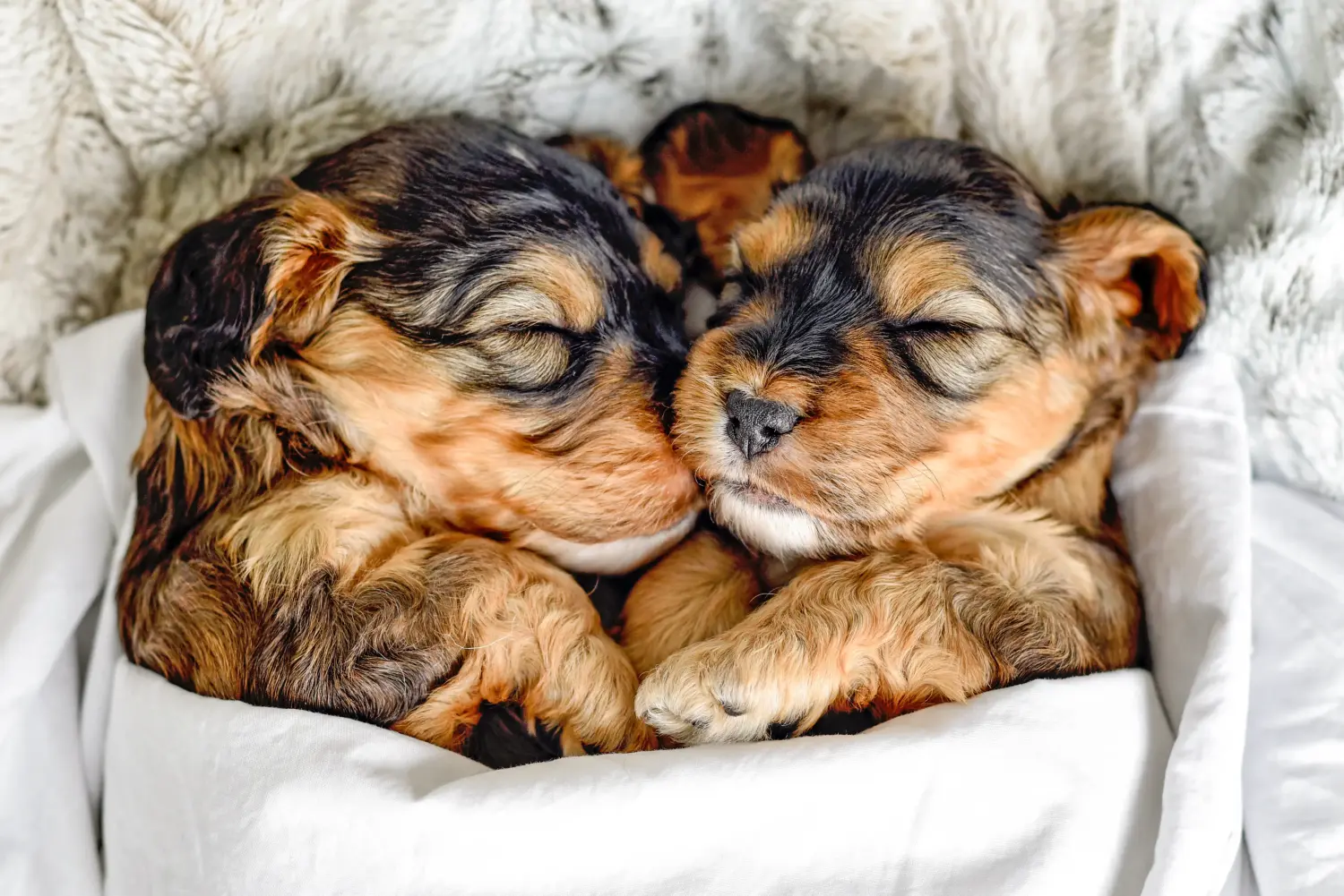 Een Cockapoo puppy kopen betekent verantwoordelijkheid nemen! Cockapoo puppy kopen.