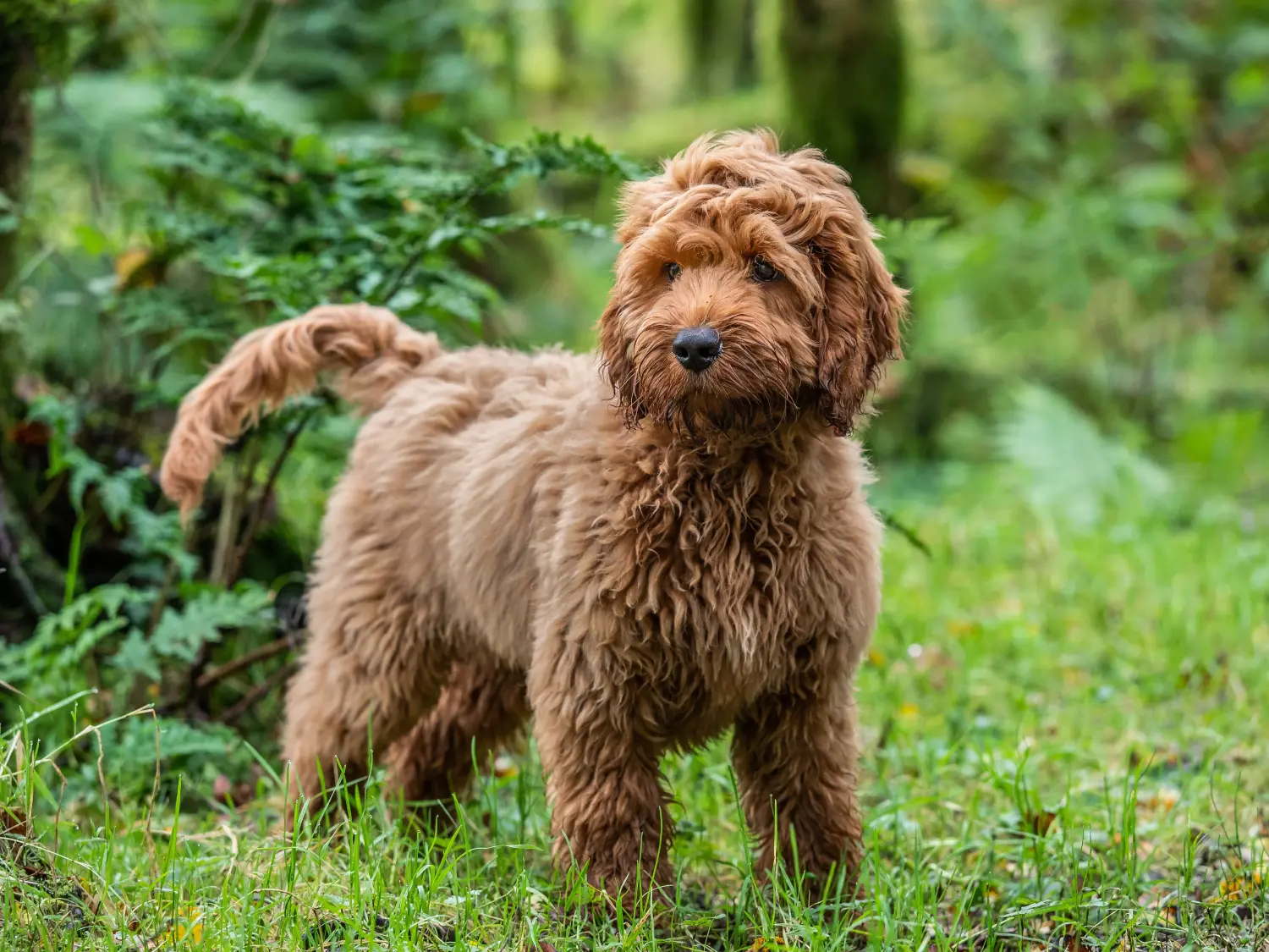 Een Cockapoo puppy kopen betekent verantwoordelijkheid nemen! Cockapoo puppy kopen.