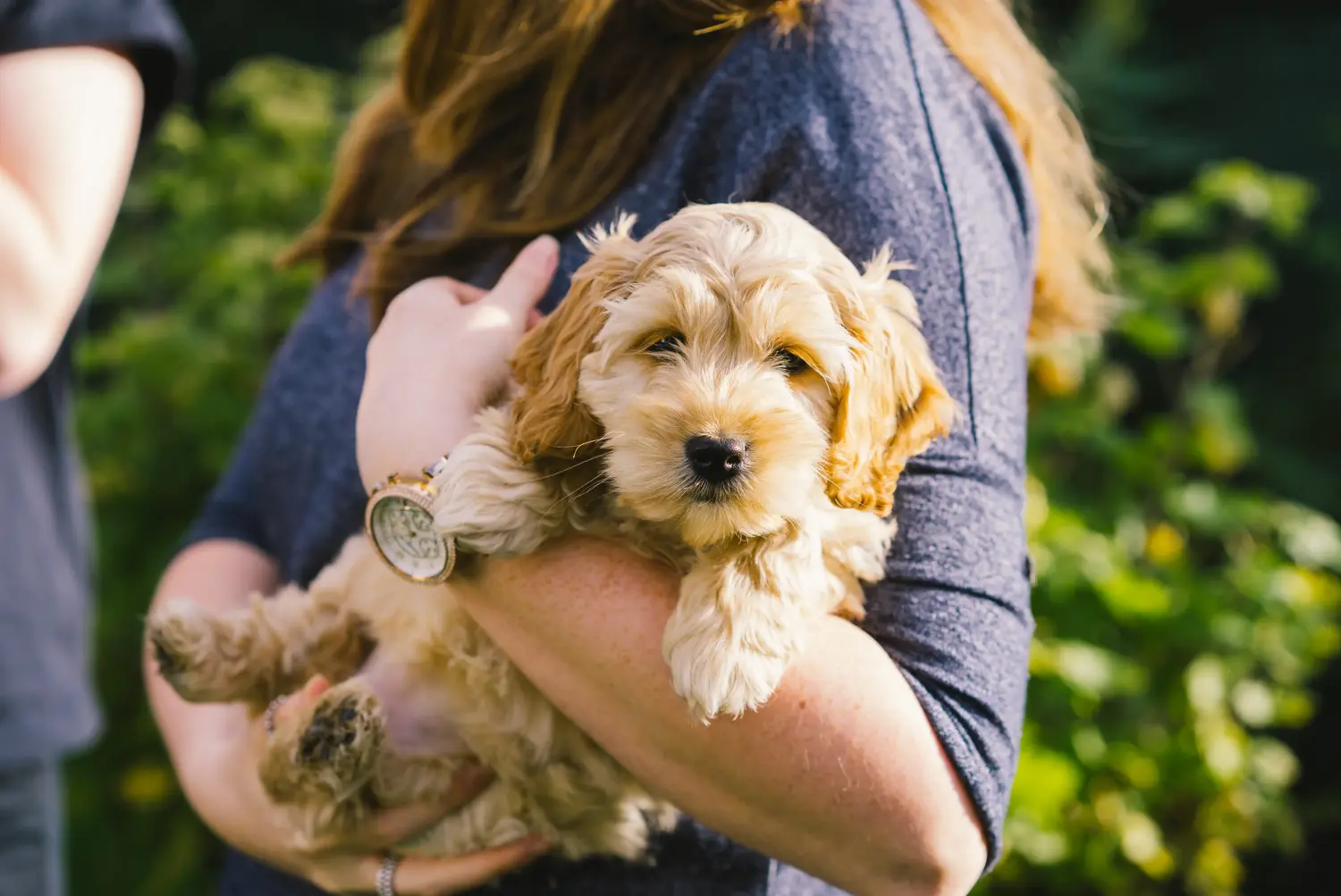 Een Cockapoo puppy kopen betekent verantwoordelijkheid nemen! Cockapoo puppy kopen.
