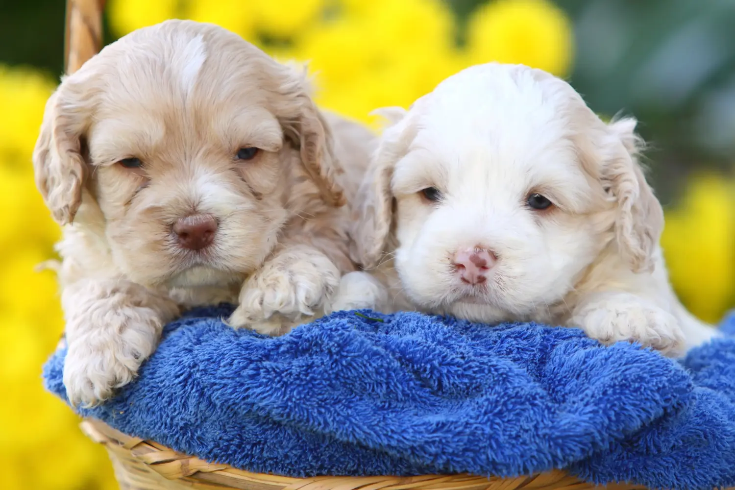 Een Cockapoo puppy kopen betekent verantwoordelijkheid nemen! Cockapoo puppy kopen.