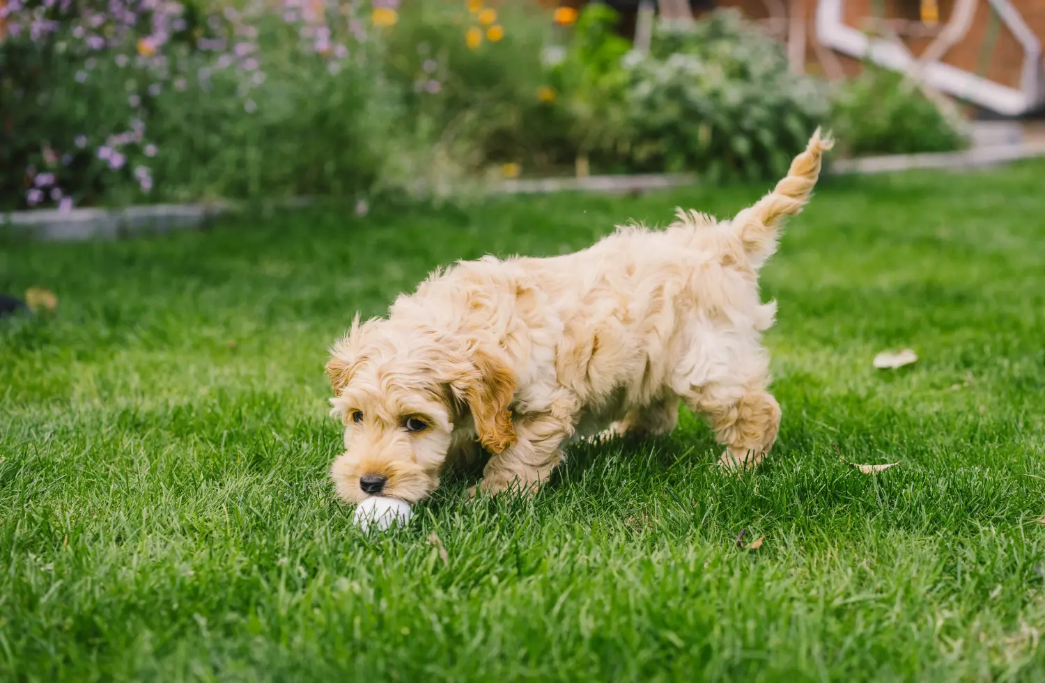 Een Cockapoo puppy kopen betekent verantwoordelijkheid nemen! Cockapoo puppy kopen.