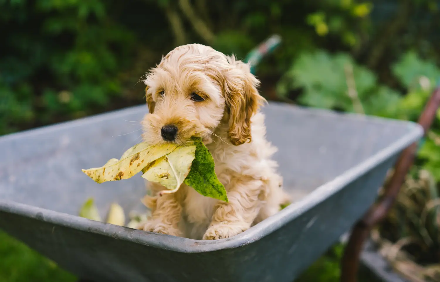 Een Cockapoo puppy kopen betekent verantwoordelijkheid nemen! Cockapoo puppy kopen.