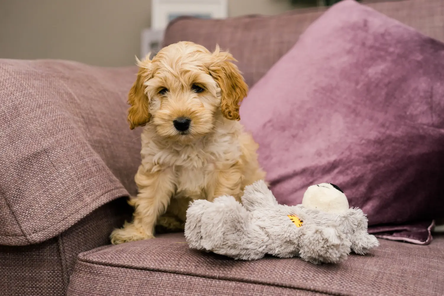 Een Cockapoo puppy kopen betekent verantwoordelijkheid nemen! Cockapoo puppy kopen.