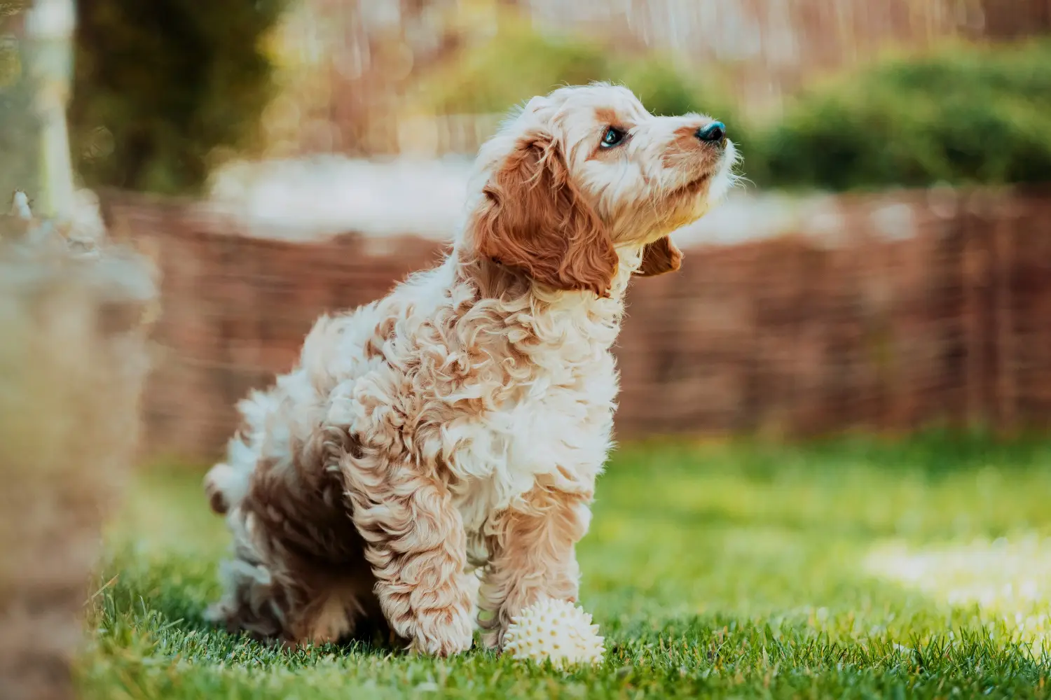 Een Cockapoo puppy kopen betekent verantwoordelijkheid nemen! Cockapoo puppy kopen.