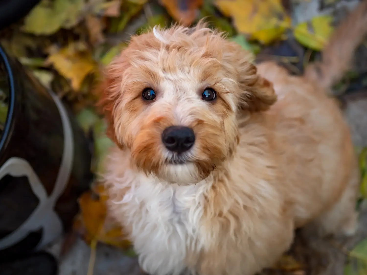 Een Cockapoo puppy kopen betekent verantwoordelijkheid nemen! Cockapoo puppy kopen.