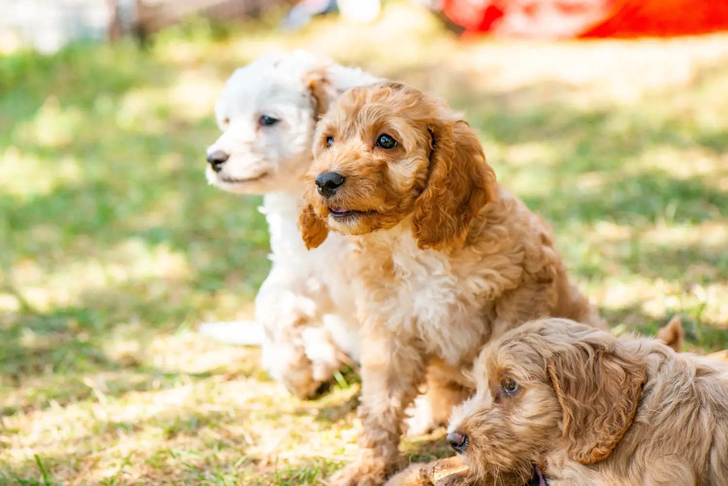 Een Cockapoo puppy kopen betekent verantwoordelijkheid nemen! Cockapoo puppy kopen.