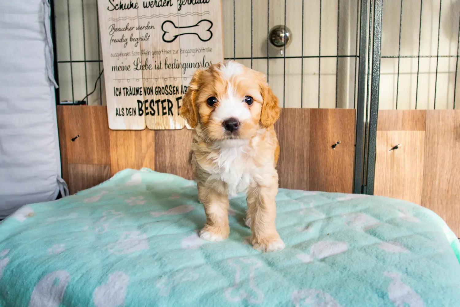 Een Cockapoo puppy kopen betekent verantwoordelijkheid nemen! Cockapoo puppy kopen.