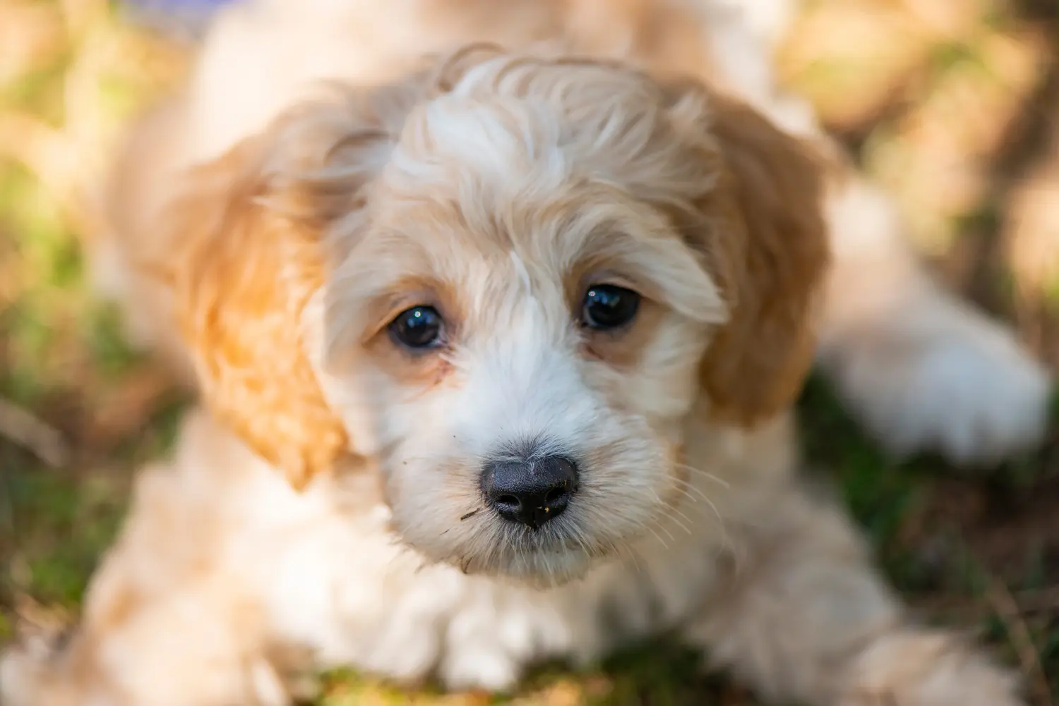 Een Cockapoo puppy kopen betekent verantwoordelijkheid nemen! Cockapoo puppy kopen.