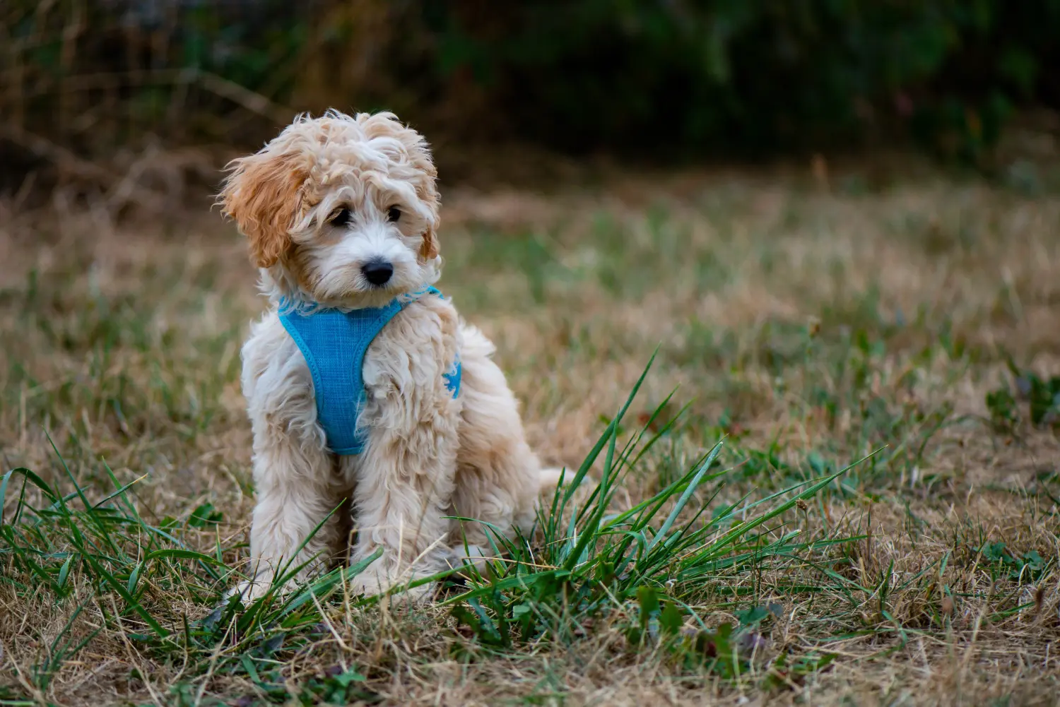 Een Cockapoo puppy kopen betekent verantwoordelijkheid nemen! Cockapoo puppy kopen.