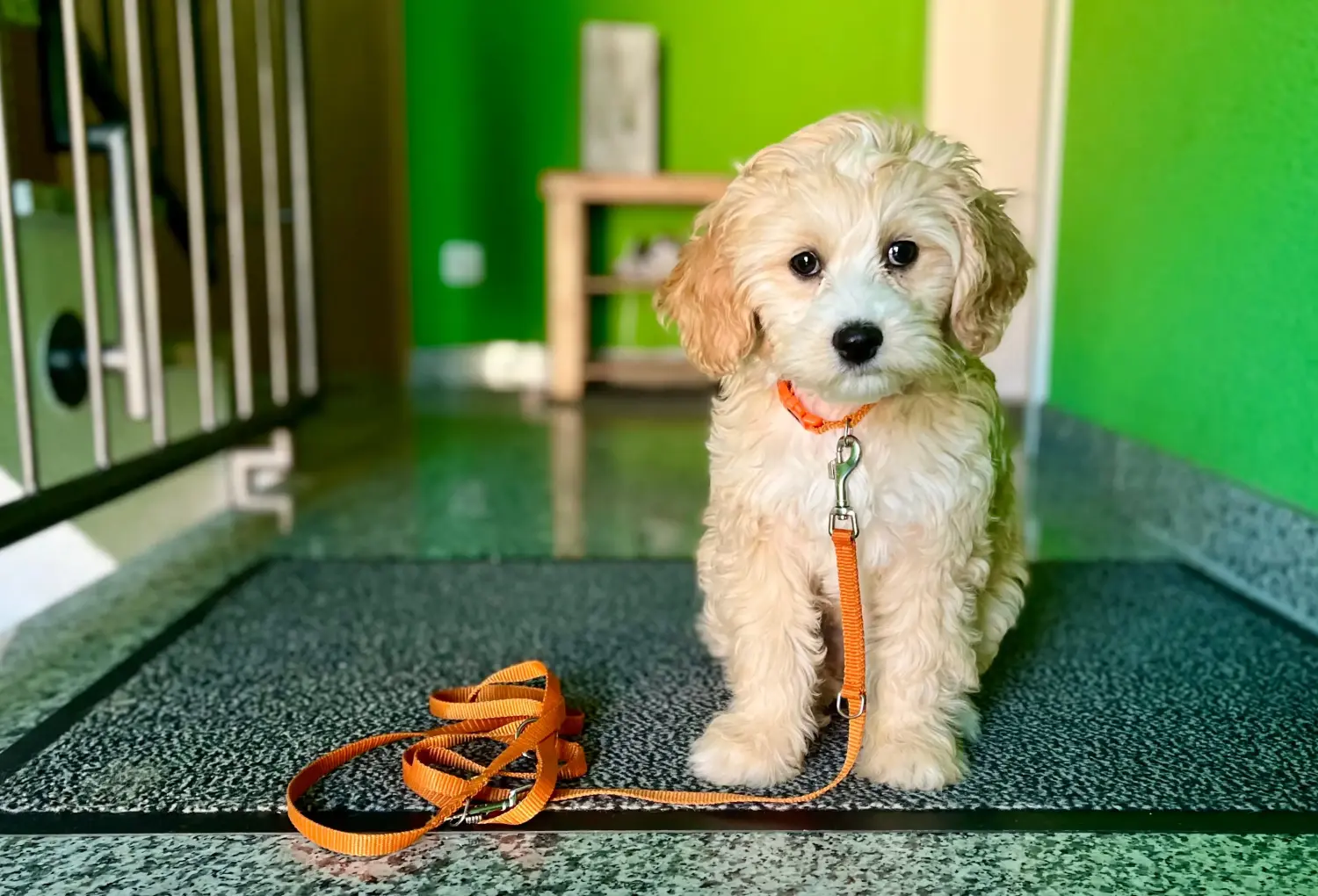 Een Cockapoo puppy kopen betekent verantwoordelijkheid nemen! Cockapoo puppy kopen.