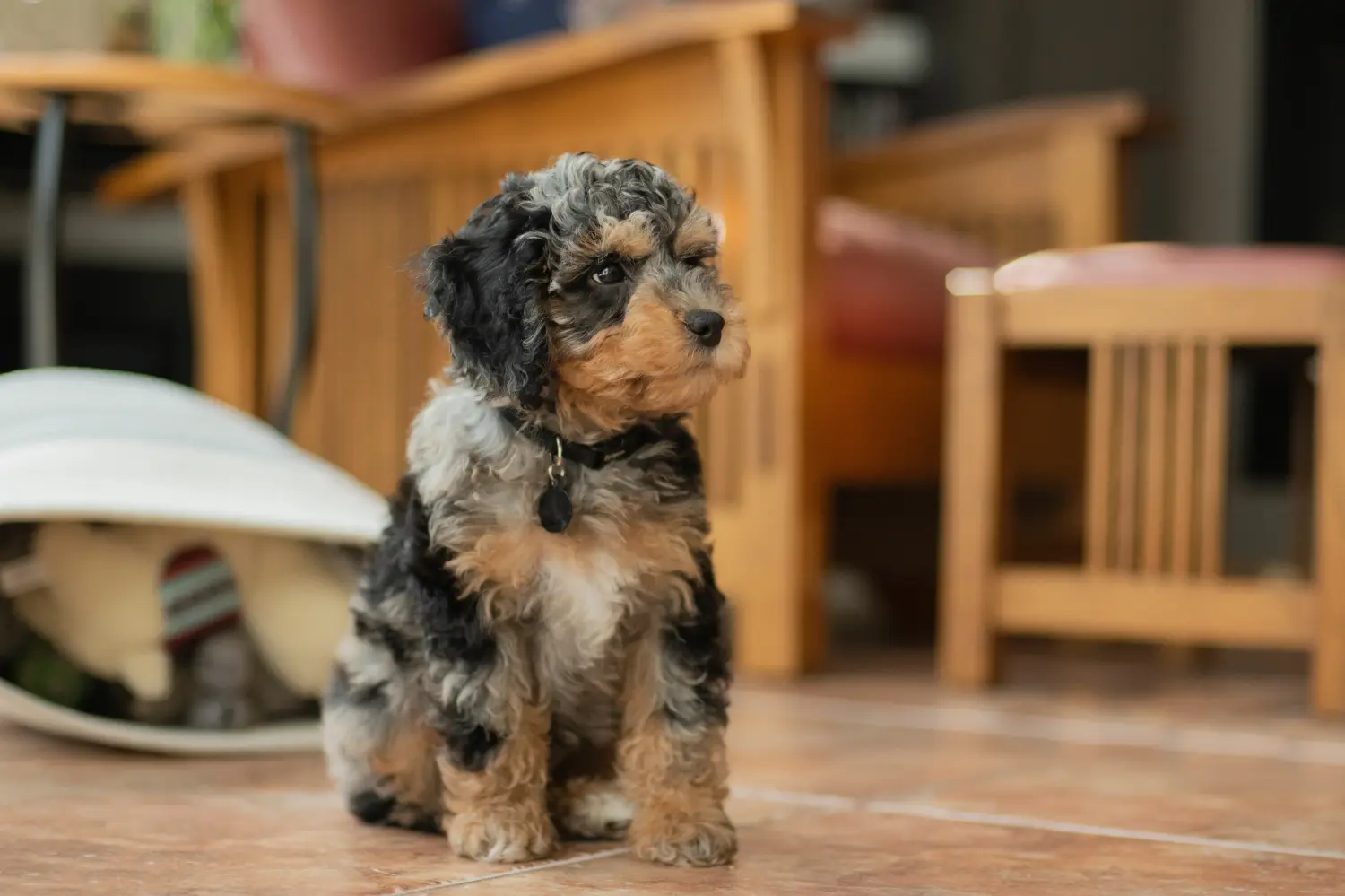 Een Cockapoo puppy kopen betekent verantwoordelijkheid nemen! Cockapoo puppy kopen.