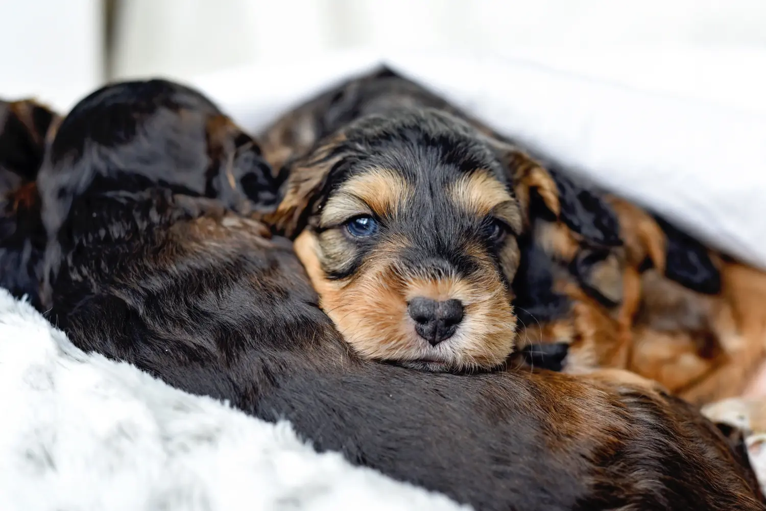Een Cockapoo puppy kopen betekent verantwoordelijkheid nemen! Cockapoo puppy kopen.