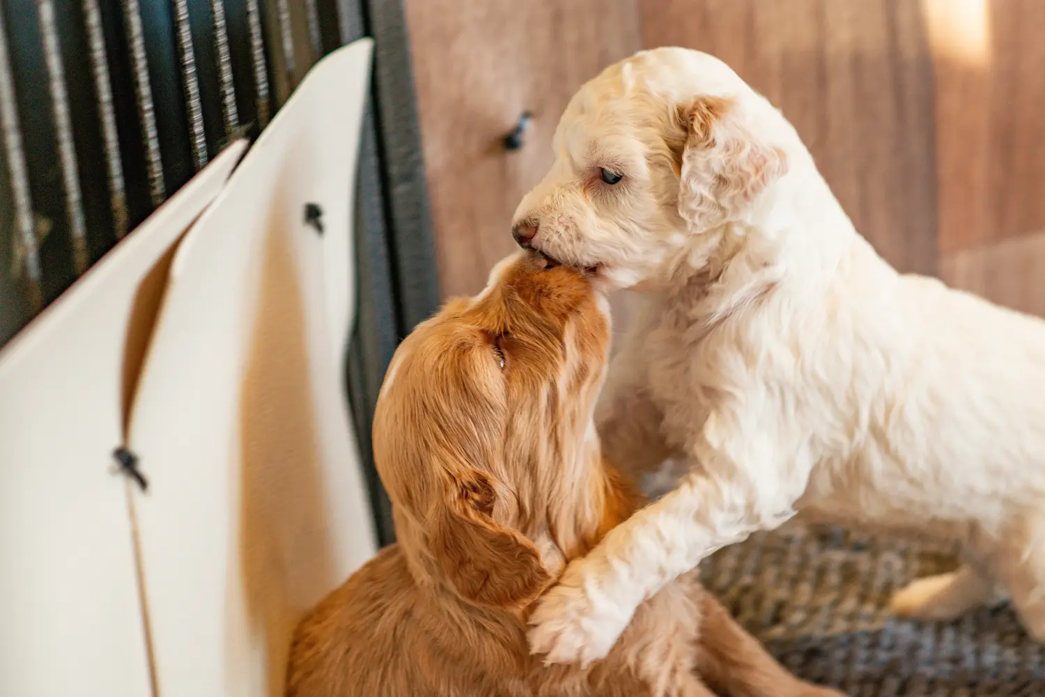 Een Cockapoo puppy kopen betekent verantwoordelijkheid nemen! Cockapoo puppy kopen.