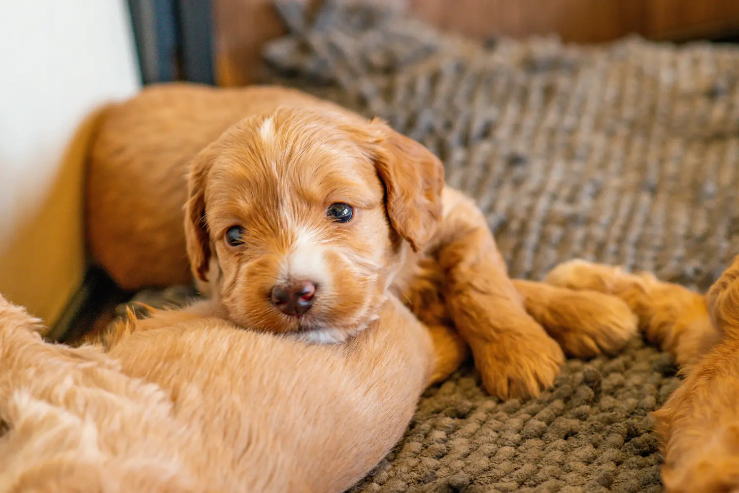 Een Cockapoo puppy kopen betekent verantwoordelijkheid nemen! Cockapoo puppy kopen.