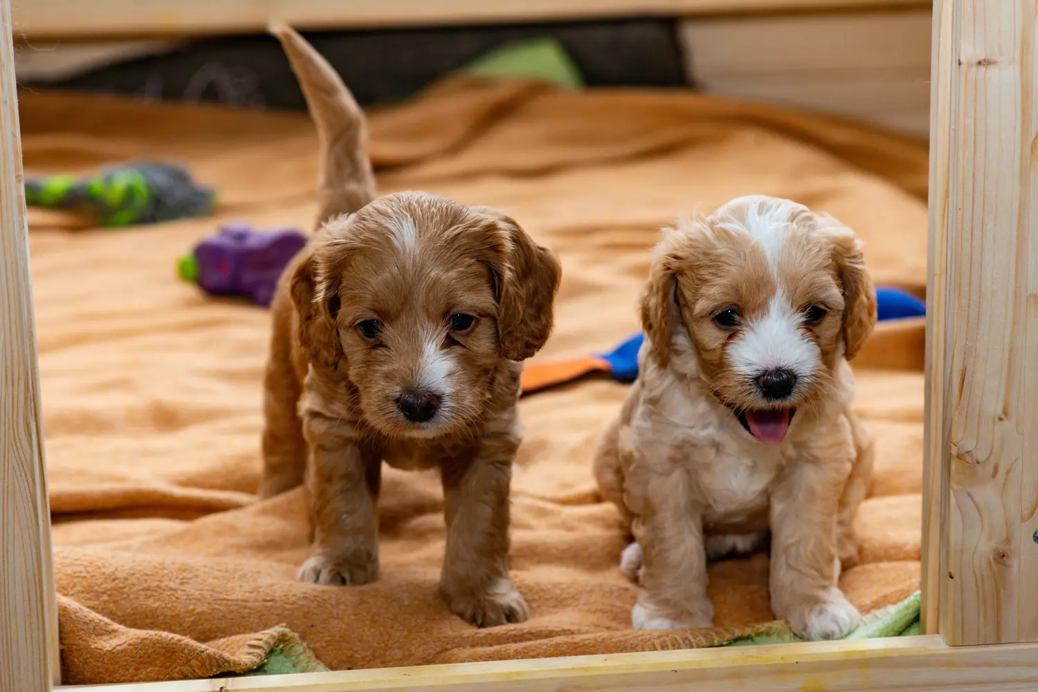 Een Cockapoo puppy kopen betekent verantwoordelijkheid nemen! Cockapoo puppy kopen.