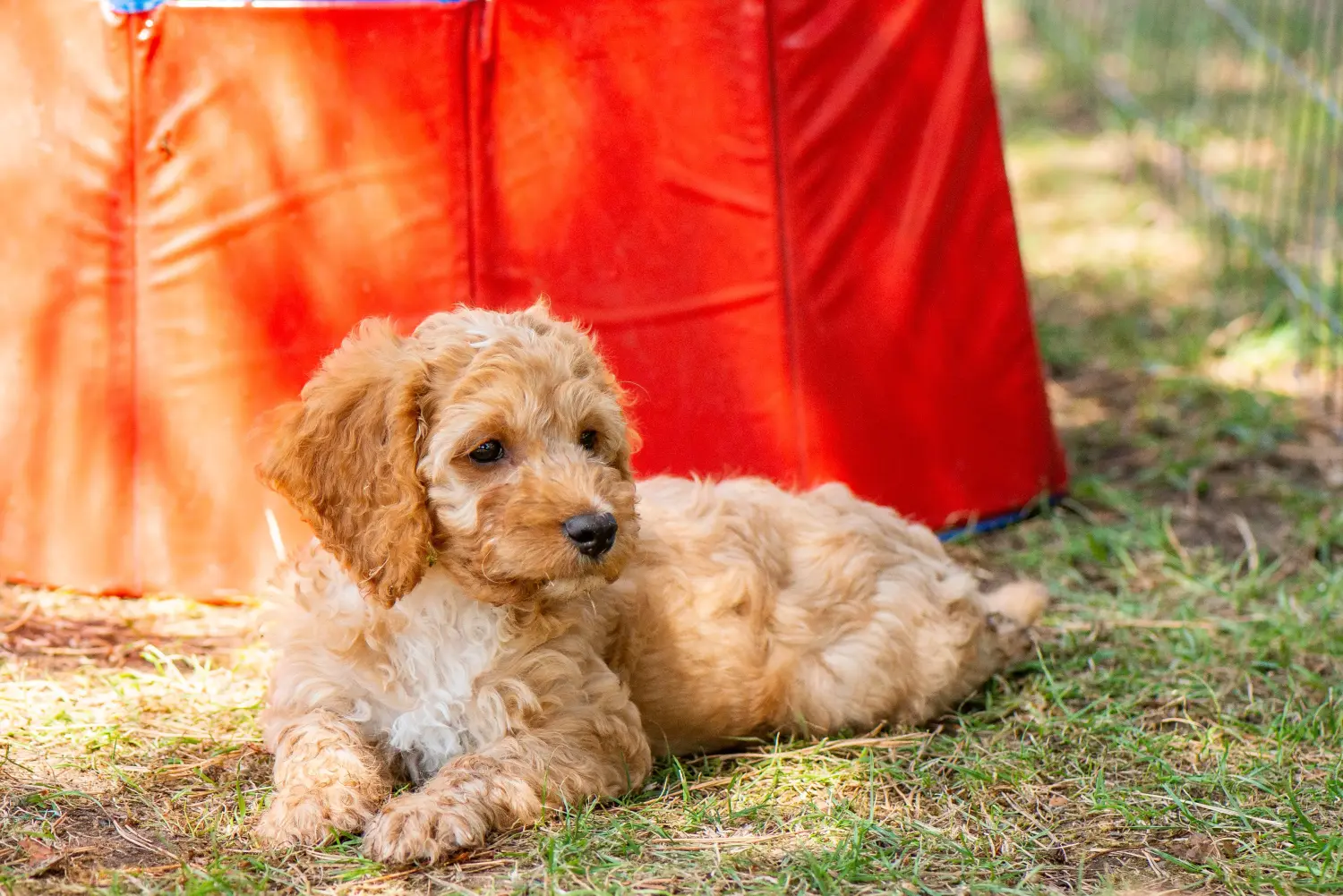 Een Cockapoo puppy kopen betekent verantwoordelijkheid nemen! Cockapoo puppy kopen.