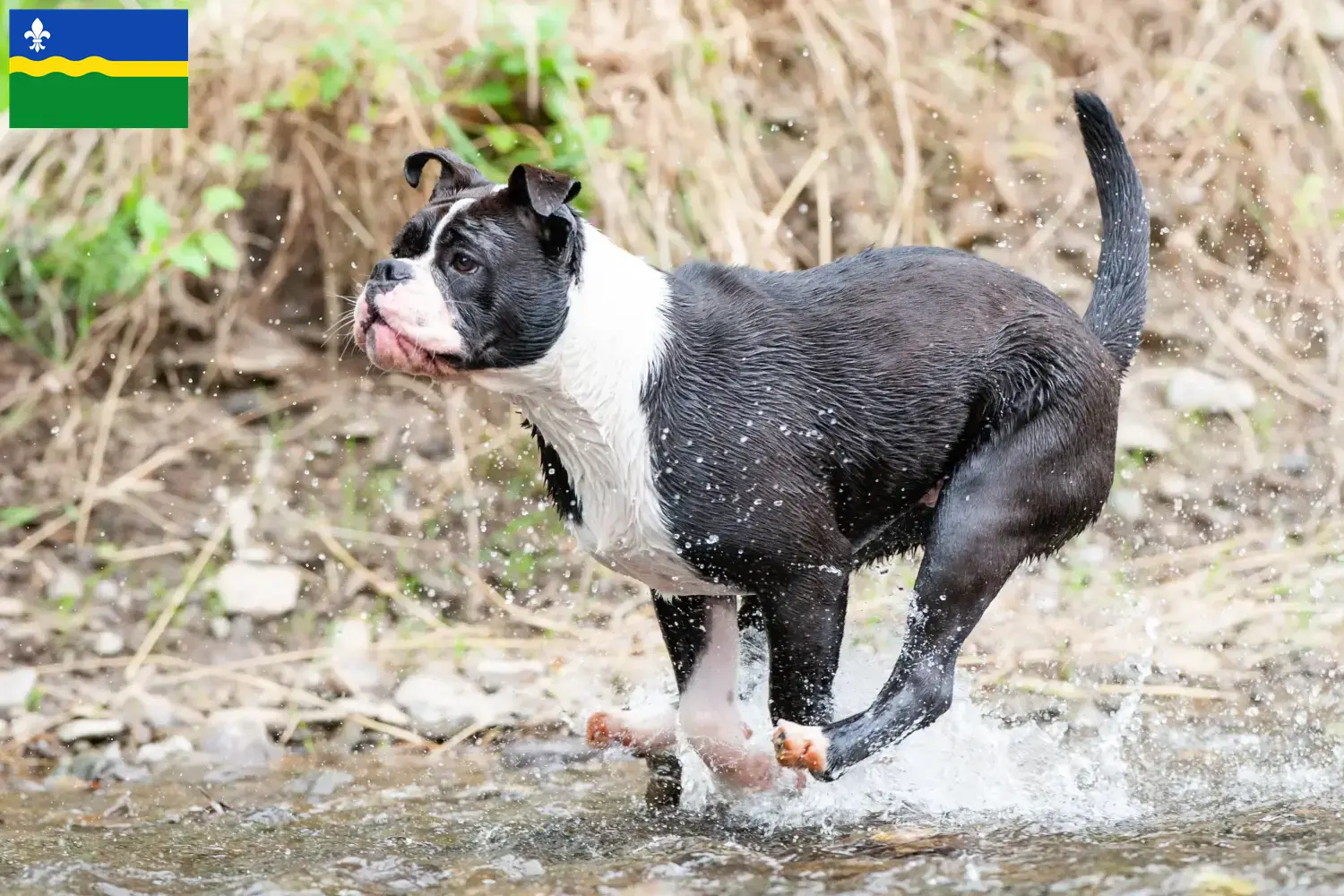 Continentale Bulldog puppies en fokkers Flevoland Zoek Continental Bulldogs fokkers in Flevoland.