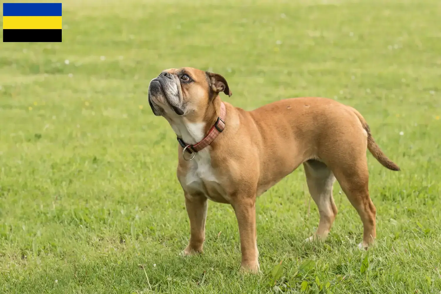 Continentale Bulldog puppies en fokkers Gelderland Zoek Continental Bulldogs fokkers in Gelderland.