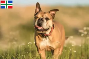 Lees meer over het artikel Continentale Bulldog fokkers en pups in Groningen