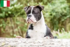 Lees meer over het artikel Continentale Bulldog fokkers en puppies in Italië
