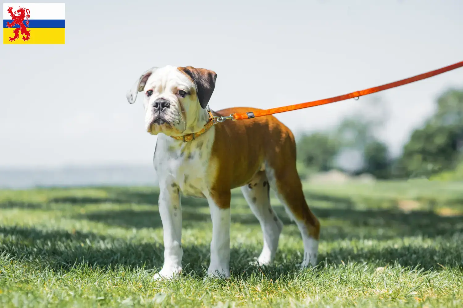Continentale Bulldog puppies en fokkers Limburg Hier vind je Continental Bulldoggen fokkers in Limburg.
