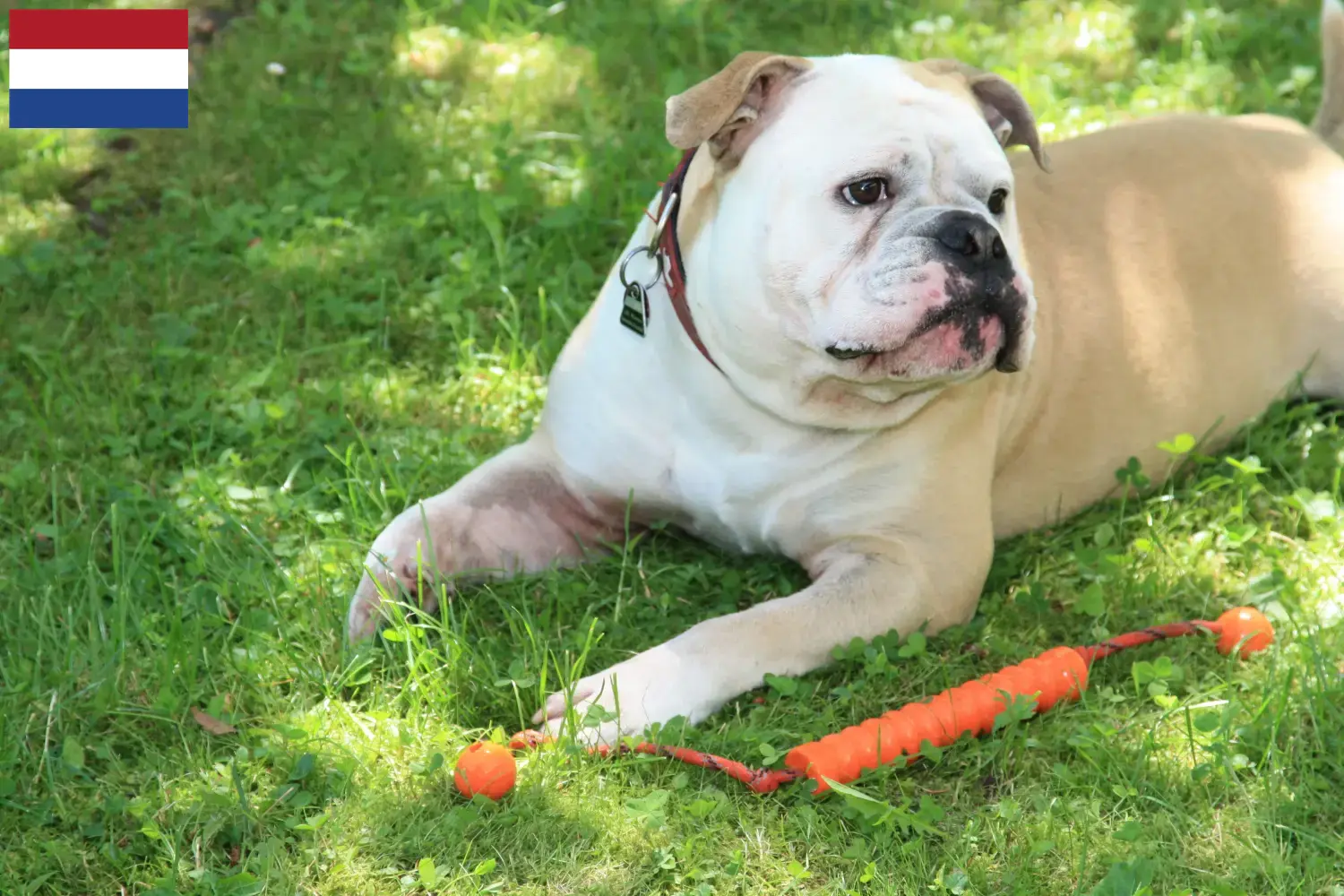 Continentale Bulldog puppies en fokkers Nederland Zoek Continental Bulldogs fokkers in Nederland.