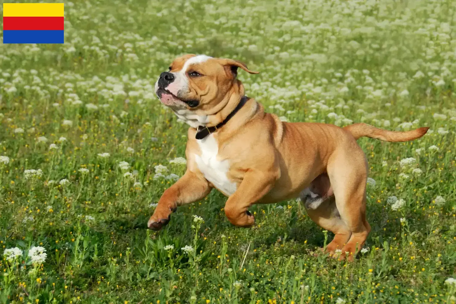 Continentale Bulldog puppies en fokkers Noord-Holland Zoek Continental Bulldogs fokkers in Noord-Holland.
