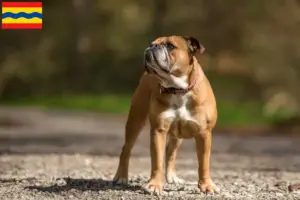 Lees meer over het artikel Continentale Bulldog fokkers en pups in Overijssel