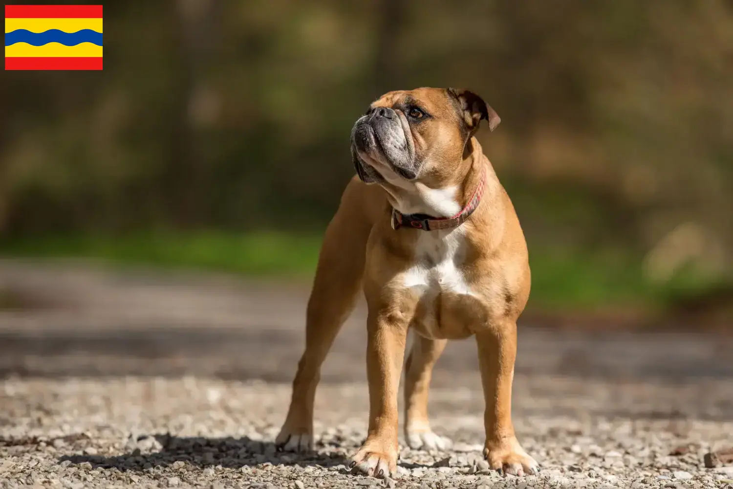 Continentale Bulldog pups en fokkers Overijssel Zoek Continental Bulldogs fokkers in Overijssel.