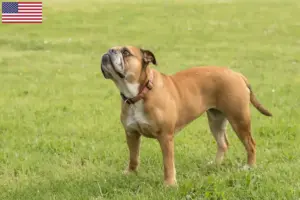 Lees meer over het artikel Continentale Bulldog fokkers en puppies in de VS