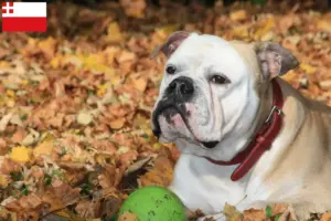 Lees meer over het artikel Continentale Bulldog fokkers en pups in Utrecht