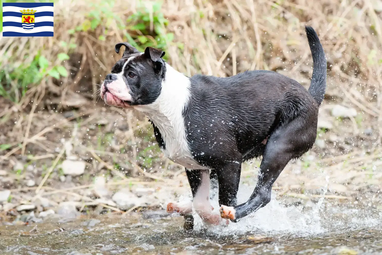 Continentale Bulldog puppies en fokkers Zeeland Zoek Continental Bulldogs fokkers in Zeeland.