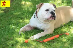 Lees meer over het artikel Continentale Bulldog fokkers en pups in Zuid-Holland