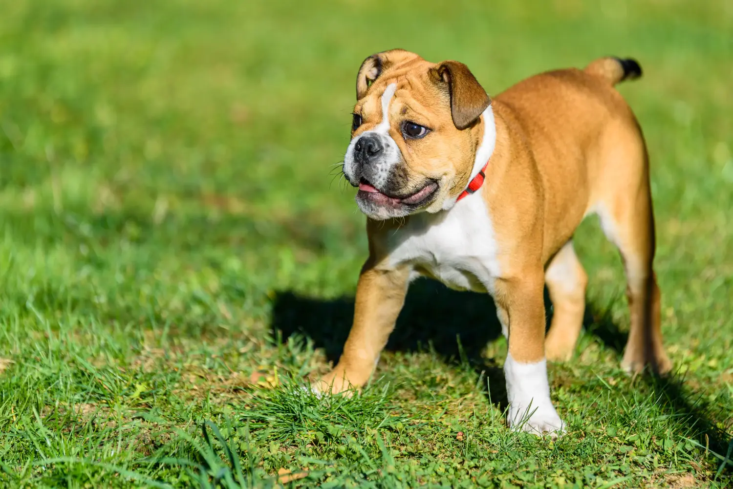 Een Continental Bulldog puppy kopen betekent verantwoordelijkheid nemen! Continentale Bulldog puppy's kopen.