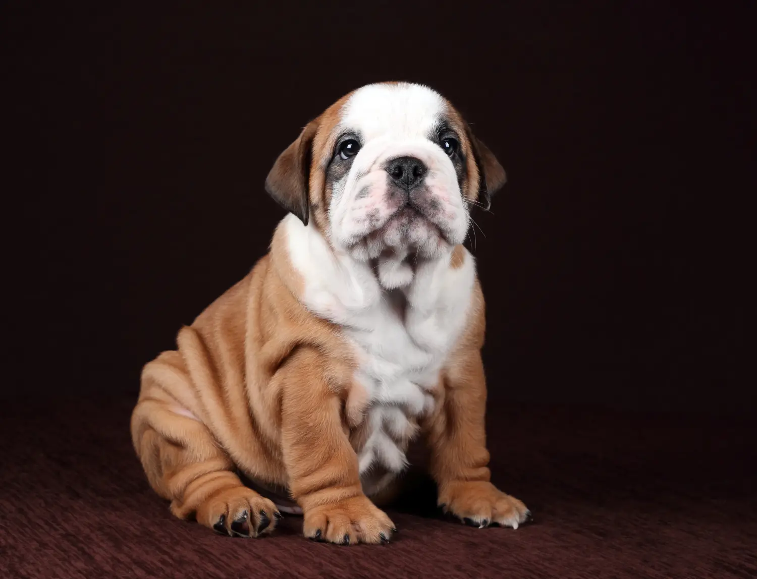 Een Continental Bulldog puppy kopen betekent verantwoordelijkheid nemen! Continentale Bulldog puppy's kopen.