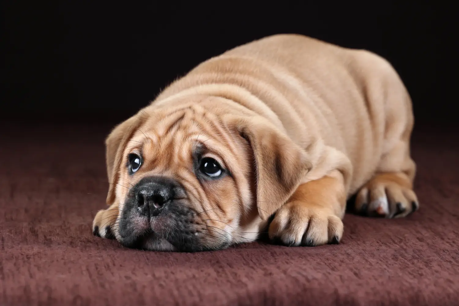 Een Continental Bulldog puppy kopen betekent verantwoordelijkheid nemen! Continentale Bulldog puppy's kopen.