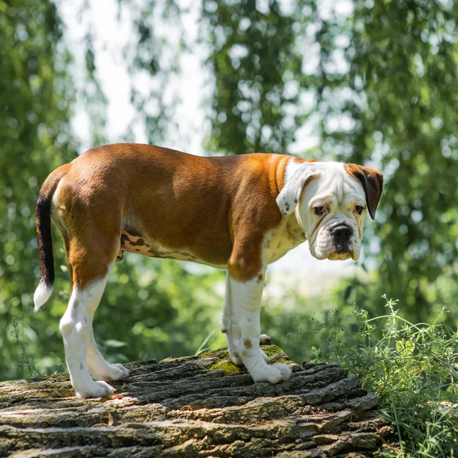 Een Continental Bulldog puppy kopen betekent verantwoordelijkheid nemen! Continentale Bulldog puppy's kopen.
