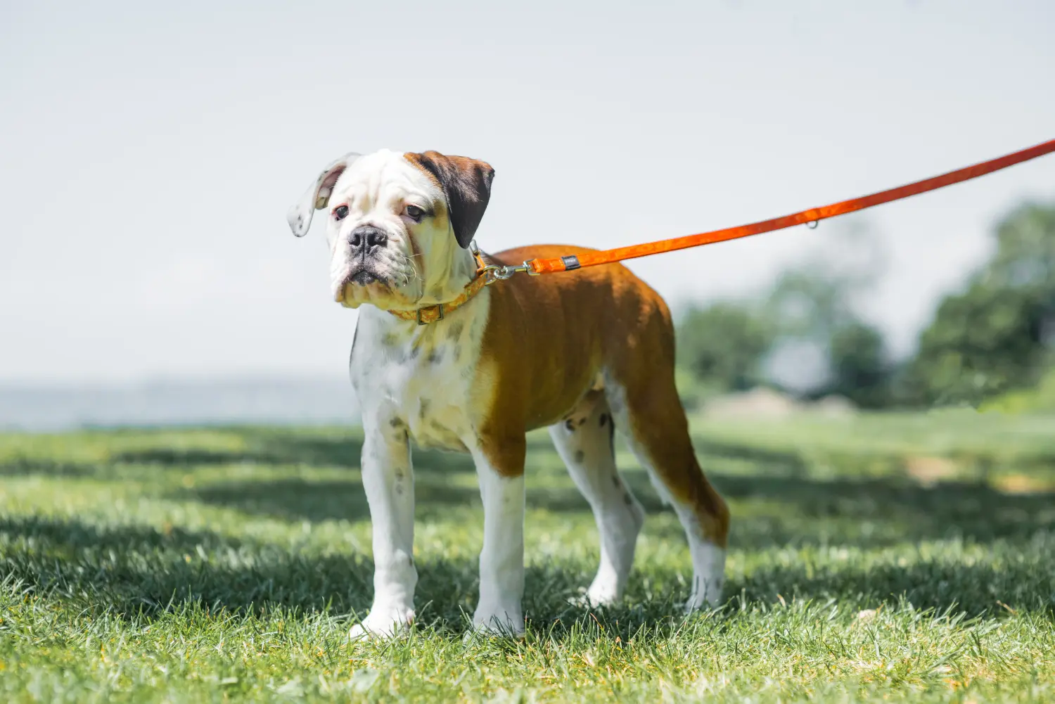 Een Continental Bulldog puppy kopen betekent verantwoordelijkheid nemen! Continentale Bulldog puppy's kopen.