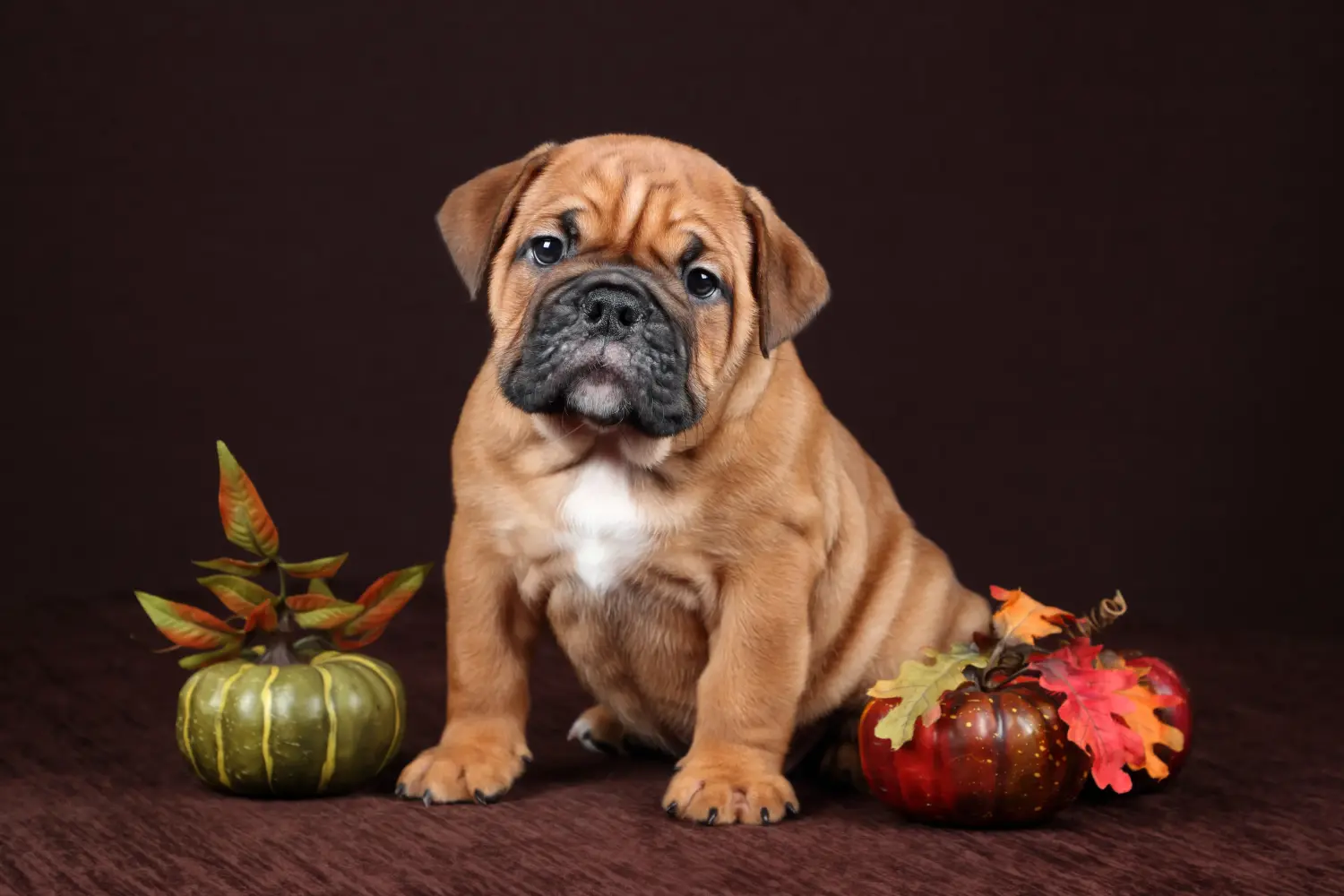 Een Continental Bulldog puppy kopen betekent verantwoordelijkheid nemen! Continentale Bulldog puppy's kopen.