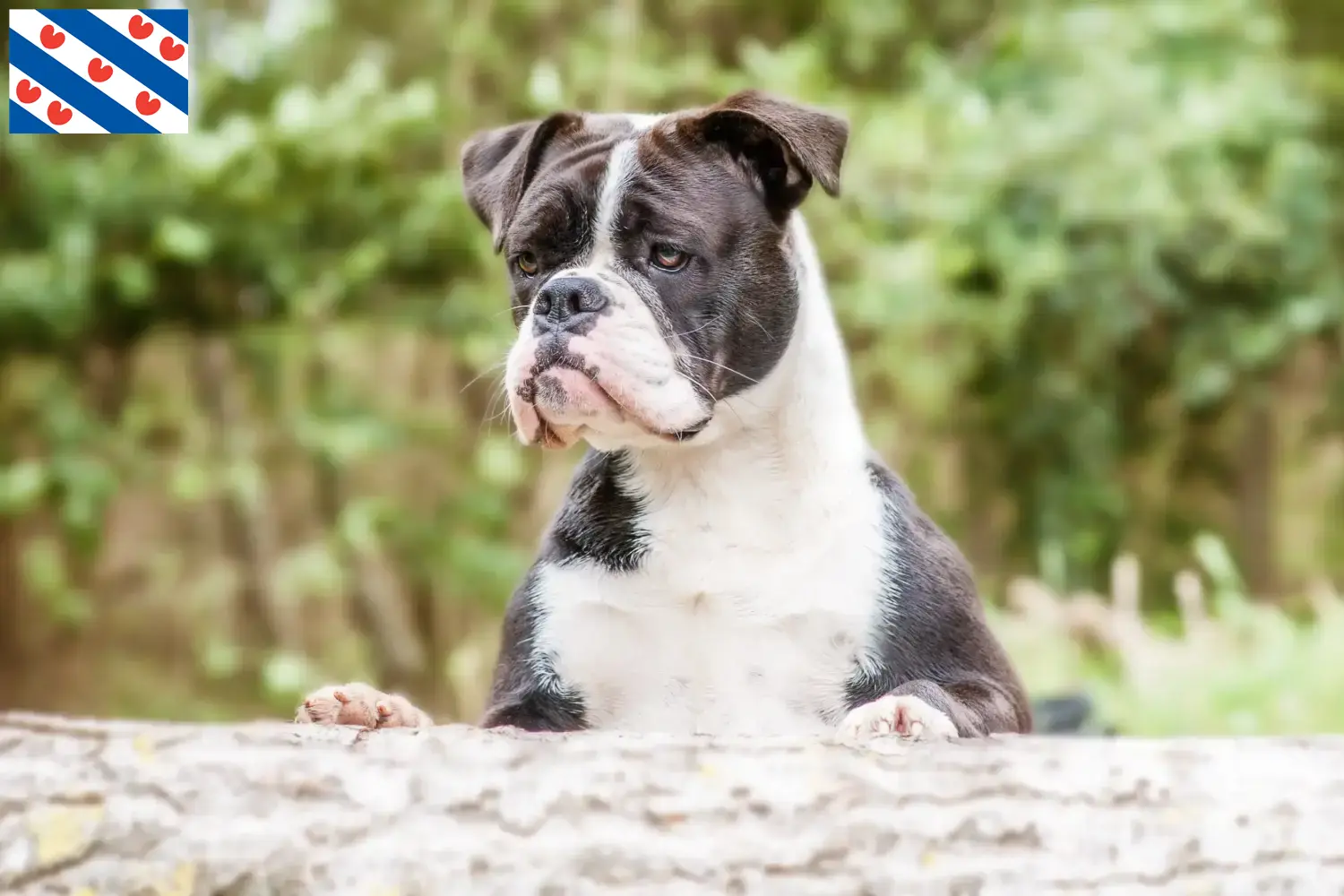 Continentale Bulldog puppies en fokkers Friesland Zoek Continental Bulldogs fokkers in Friesland.