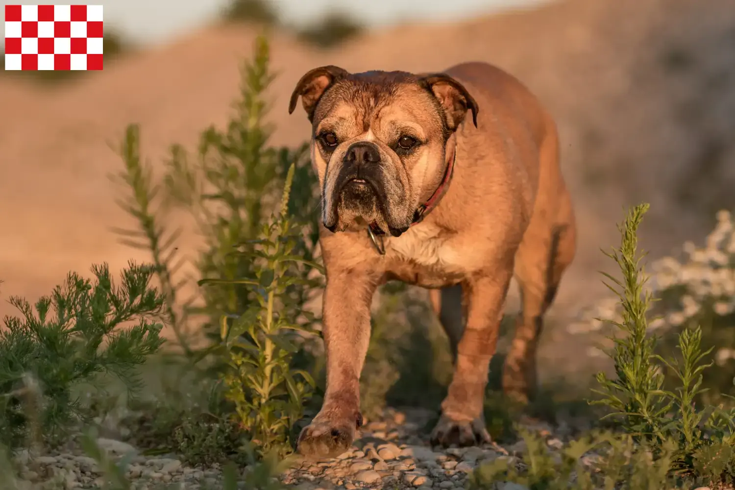 Continentale Bulldog pups en fokkers Noord-Brabant Zoek Continental Bulldogs fokkers in Noord-Brabant.