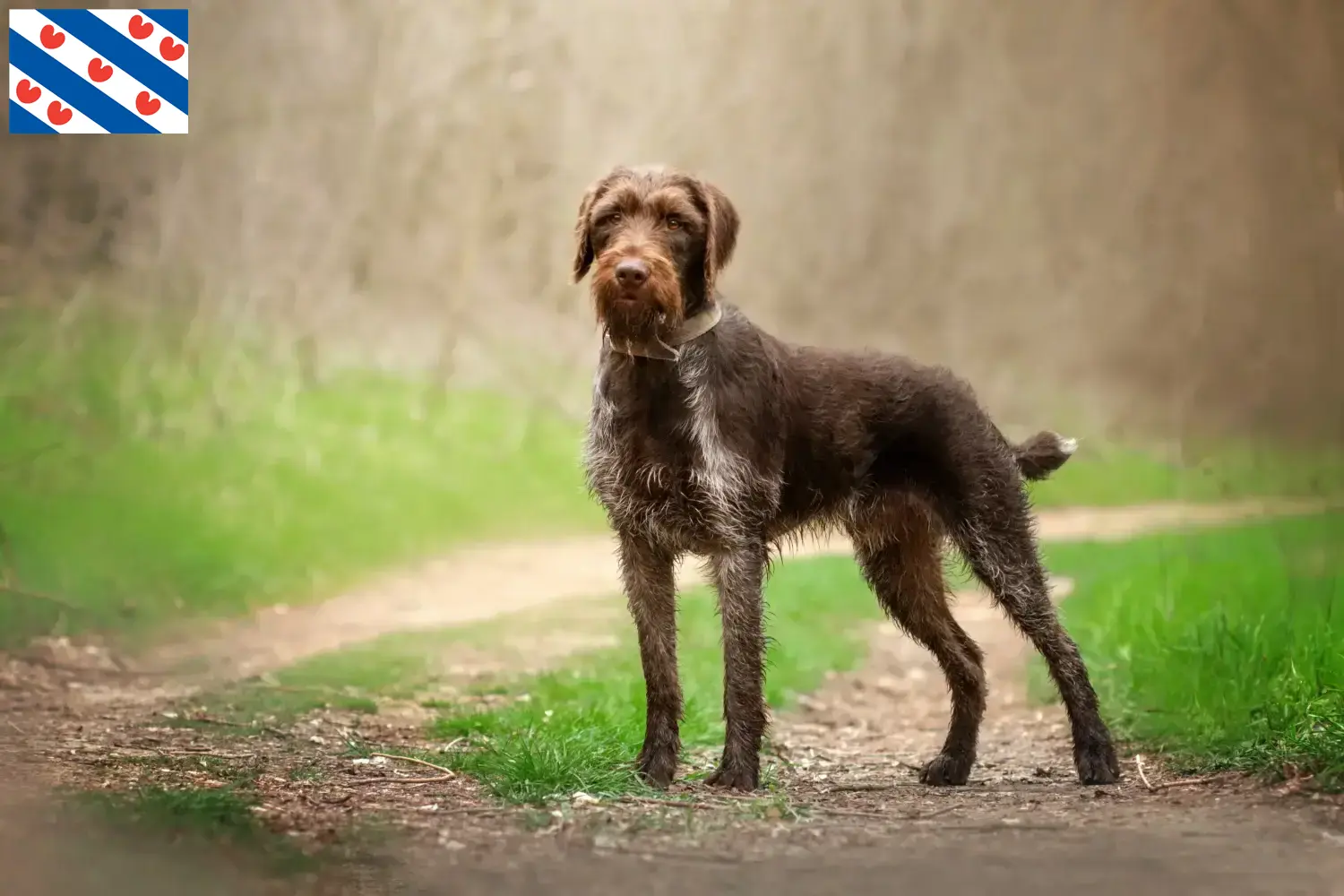 Lees meer over het artikel Duitse Drahthaar fokkers en pups in Friesland