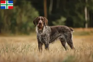 Lees meer over het artikel Duitse Drahthaar fokkers en pups in Groningen