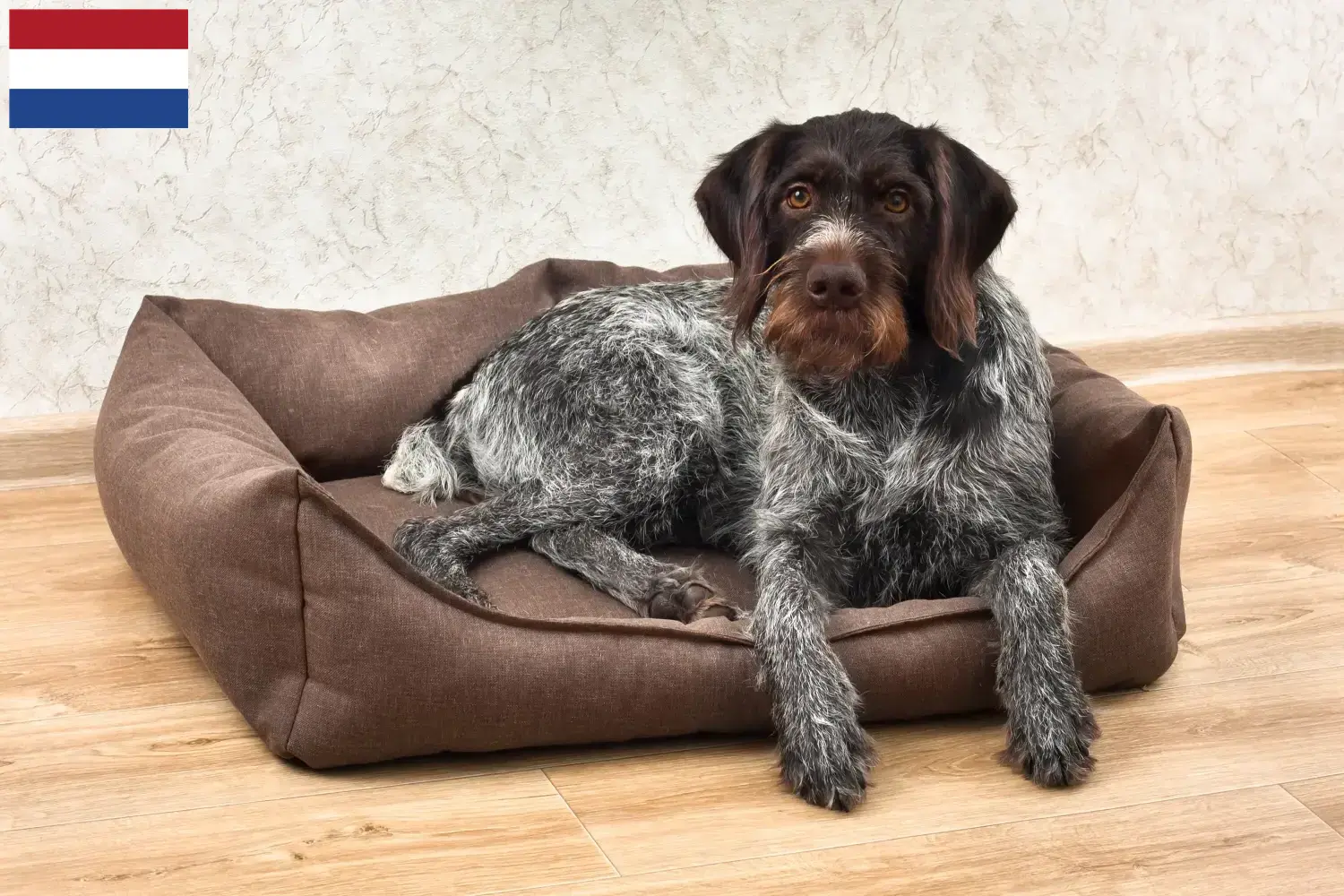 Lees meer over het artikel Duitse Draadhaar fokkers en puppies in Nederland